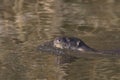 Eurasian otter, Lutra lutra, swimming on river lossie, winter, moray, scotland, march. Royalty Free Stock Photo