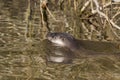 Eurasian otter, Lutra lutra, swimming on river lossie, winter, moray, scotland, march. Royalty Free Stock Photo