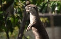 Eurasian Otter Standing on its Hind Legs Royalty Free Stock Photo