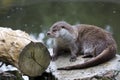 Eurasian otter in the wild