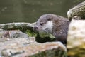 Eurasian otter in the wild