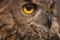 Eurasian owl Bubo bubo eagle owl,