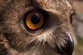 Eurasian owl Bubo bubo, portrait of head and eyes