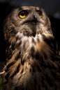 Eurasian owl Bubo bubo portrait of head and eyes