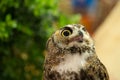 Eurasian owl Bubo bubo eagle owl, portrait of head and eyes