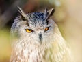 Eurasian owl looking trough the woods