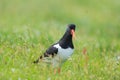 Eurasian Oyster catcher in nature