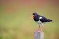 Eurasian Oyster catcher in nature