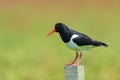 Eurasian Oyster catcher in nature