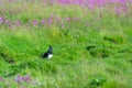 Eurasian Oyster catcher in nature