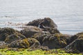 Eurasian Oyster Catcher