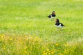 Eurasian Oyster catchers in nature