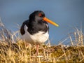 Eurasian oystercatcher or common pied oystercatcher Royalty Free Stock Photo