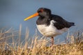 Eurasian oystercatcher or common pied oystercatcher Royalty Free Stock Photo