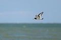 A Eurasian Oystercatcher flying over the beach Royalty Free Stock Photo