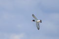 A Eurasian Oystercatcher flying over the beach Royalty Free Stock Photo