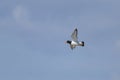 A Eurasian Oystercatcher flying over the beach Royalty Free Stock Photo