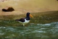 The Eurasian oystercatcher Haematopus ostralegus also known as the common pied oystercatcher, or palaearctic oystercatcher,[2] Royalty Free Stock Photo