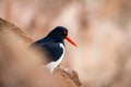 Eurasian oystercatcher Haematopus ostralegus on the beach of Dune/ Helgoland - Germany Royalty Free Stock Photo