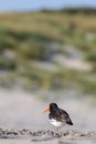 Eurasian oystercatcher (Haematopus ostralegus Royalty Free Stock Photo