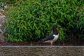 Eurasian oystercatcher, Haematopus ostralegus, with big worm Royalty Free Stock Photo