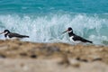 Eurasian oystercatcher Haematopus ostralegus or common pied oystercatcher, or palaearctic oystercatcher stands by the waves in Royalty Free Stock Photo