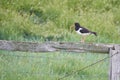 Eurasian oystercatcher Haematopus ostralegus common pied palaearctic at wadden sea noth Germany Royalty Free Stock Photo