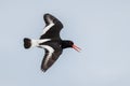 Eurasian Oystercatcher - Haematopus ostralegus Royalty Free Stock Photo