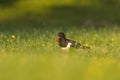 Eurasian oystercatcher (Haematopus ostralegus) feeding in the field Royalty Free Stock Photo