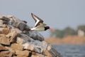 Eurasian Oystercatcher (Haematopus ostralegus). Royalty Free Stock Photo