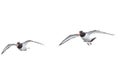 Eurasian oystercatcher, Haematopus ostralegus, in flight