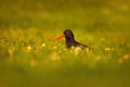 Eurasian oystercatcher Haematopus ostralegus in the flower field in early morning. Royalty Free Stock Photo