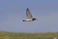 Eurasian Oystercatcher, Haematopus ostralegus, flying over coast Royalty Free Stock Photo