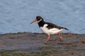 Eurasian Oystercatcher - Haematopus ostralegus, on a foreshore in Norfolk