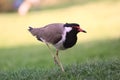 Eurasian Oystercatcher Haematopus ostralegus in the green field. Royalty Free Stock Photo