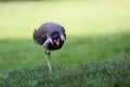 Eurasian Oystercatcher Haematopus ostralegus in the green field. Royalty Free Stock Photo