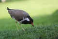 Eurasian Oystercatcher Haematopus ostralegus in the green field. Royalty Free Stock Photo