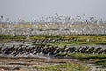 Eurasian Oystercatcher. Haematopus ostralegus. Royalty Free Stock Photo