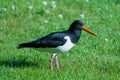 Eurasian oystercatcher, Haematopus ostralegus, at Valldal Royalty Free Stock Photo