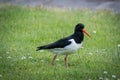 Eurasian oystercatcher, Haematopus ostralegus Royalty Free Stock Photo