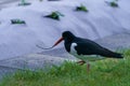 Eurasian oystercatcher looking for food, Haematopus ostralegus. Royalty Free Stock Photo