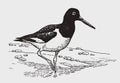 Eurasian oystercatcher haematopus ostralegus walking on a shoreline Royalty Free Stock Photo