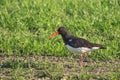 Eurasian oystercatcher Royalty Free Stock Photo