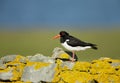 Eurasian Oystercatcher perching on the fence