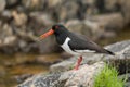 Eurasian oystercatcher