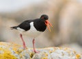 Eurasian oystercatcher