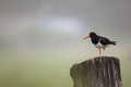 Eurasian Oystercatcher; Scholekster; Haematopus ostralegus Royalty Free Stock Photo