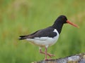 Eurasian Oystercatcher