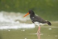 Eurasian Oystercatcher walking on the beach Royalty Free Stock Photo