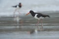 Eurasian Oystercatchers on the beach Royalty Free Stock Photo